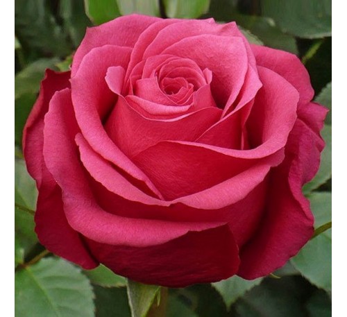 Роза Амалия (Amalia)